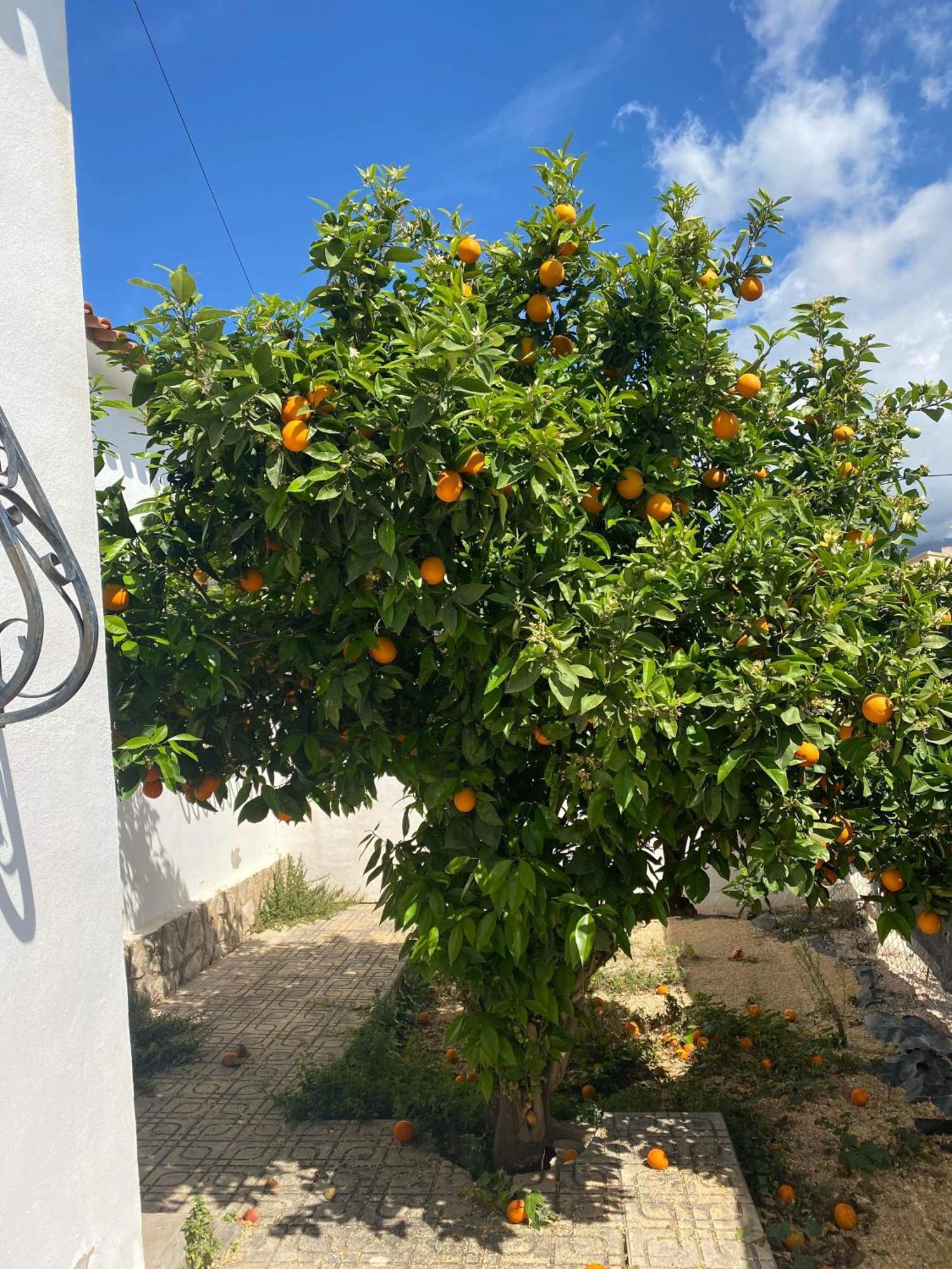 Villa Foya Blanca Foyes Blanques Екстериор снимка